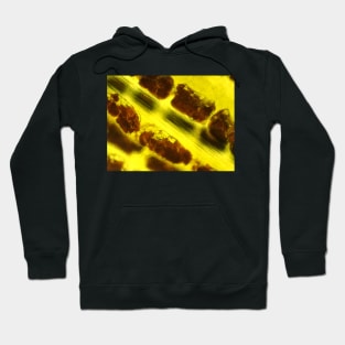 Banana peel under the microscope Hoodie